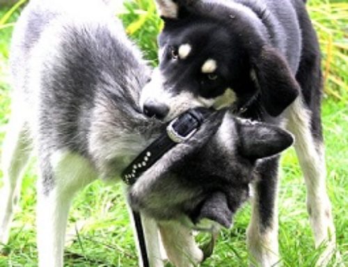 Ersatz von Heilbehandlungskosten bei Tieren